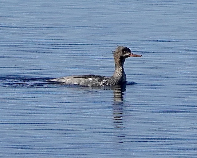 merganser
